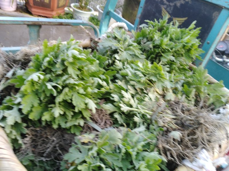 金丝皇菊苗，婺源皇菊苗，七月菊贡菊苗，大量批发，包回收！