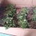 金丝皇菊苗，婺源皇菊苗，七月菊贡菊苗，大量批发，包回收！