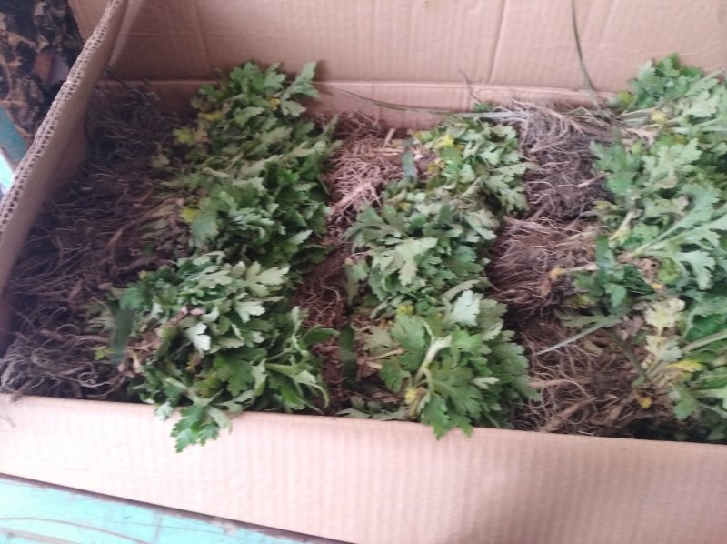 金丝皇菊苗，婺源皇菊苗，七月菊贡菊苗，大量批发，包回收！