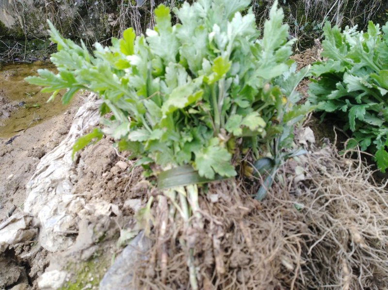 金丝皇菊苗，婺源皇菊苗，七月菊贡菊苗，大量批发，包回收！