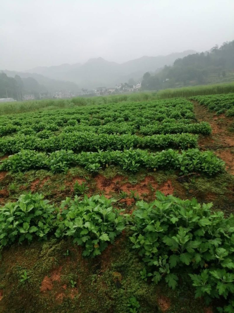 金丝皇菊苗，婺源皇菊苗，七月菊贡菊苗，大量批发，包回收！