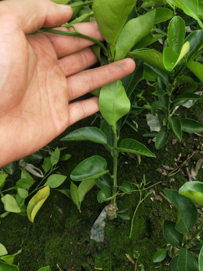 沃柑苗爱媛耙耙柑大雅一号甘平明日见丑柑砂糖橘苗