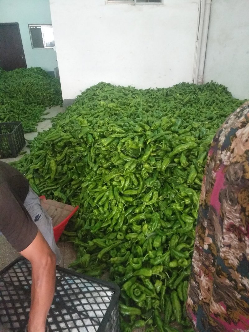 鲜辣椒，301，泡椒，线椒，龙椒，苏椒，产地直供