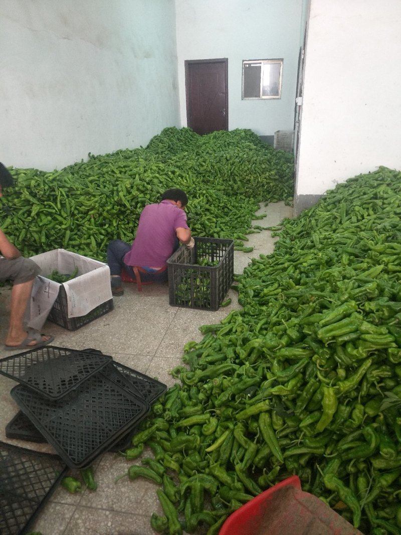 鲜辣椒，301，泡椒，线椒，龙椒，苏椒，产地直供