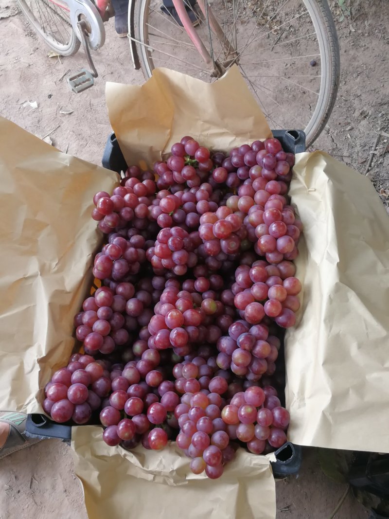 优质红无核葡萄大量上市热卖中河北邯郸葡萄诚信代办合作共赢