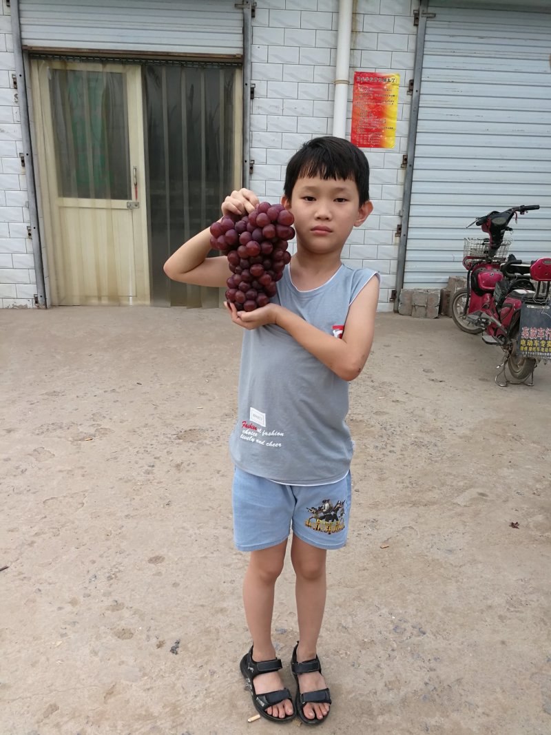 优质红无核葡萄大量上市热卖中河北邯郸葡萄诚信代办合作共赢