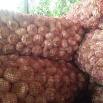 蒜米料30吨印尼蒜20吨，精品红根蒜苗种蒜50吨
