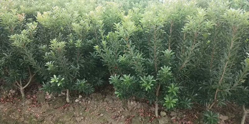 杨梅树
