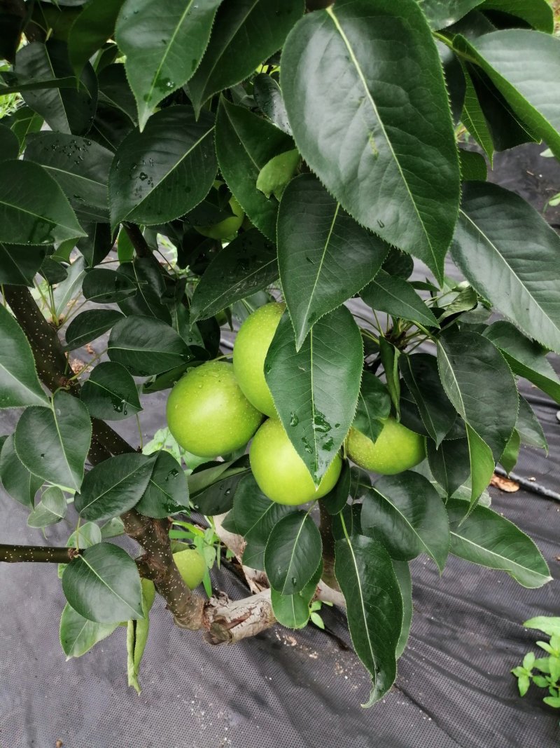 晚秋黄梨