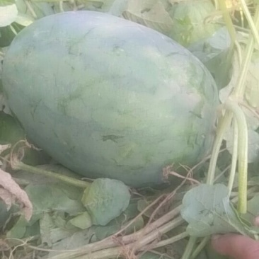 龙卷风西瓜