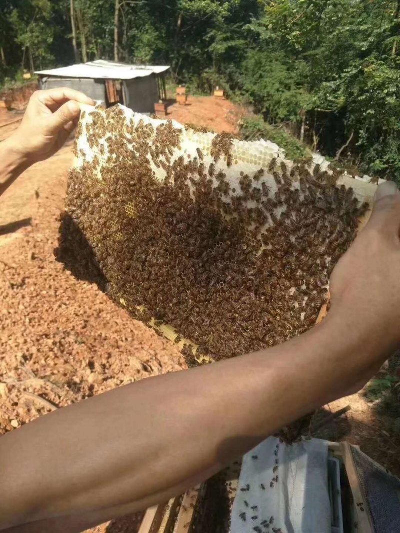 土蜂蜜，100%纯正品，包邮