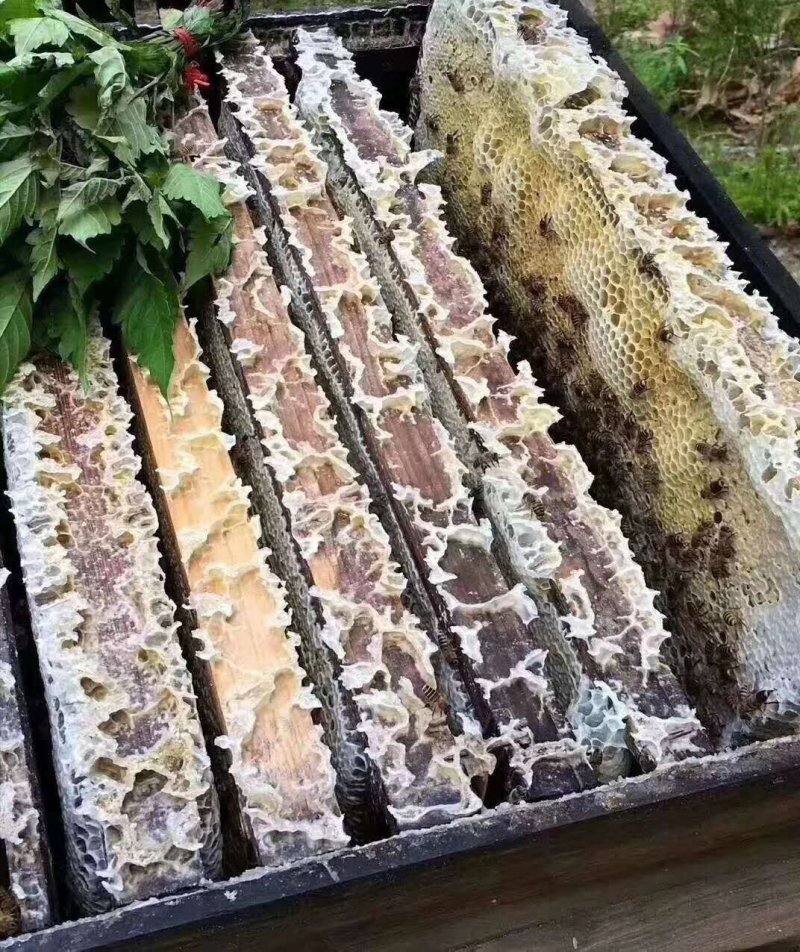 土蜂蜜，100%纯正品，包邮