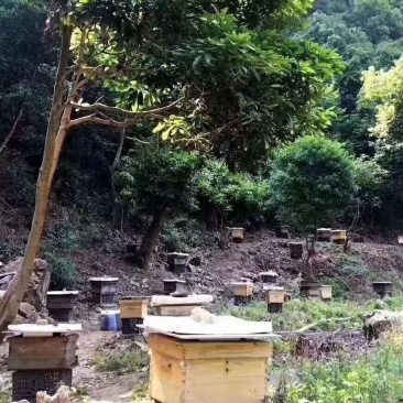 土蜂蜜，100%纯正品，包邮