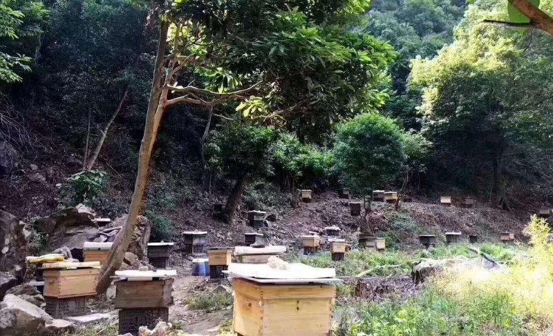 土蜂蜜，100%纯正品，包邮