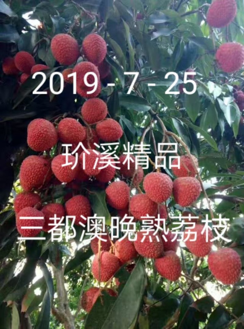 三都澳晚熟荔玠溪精品状元红