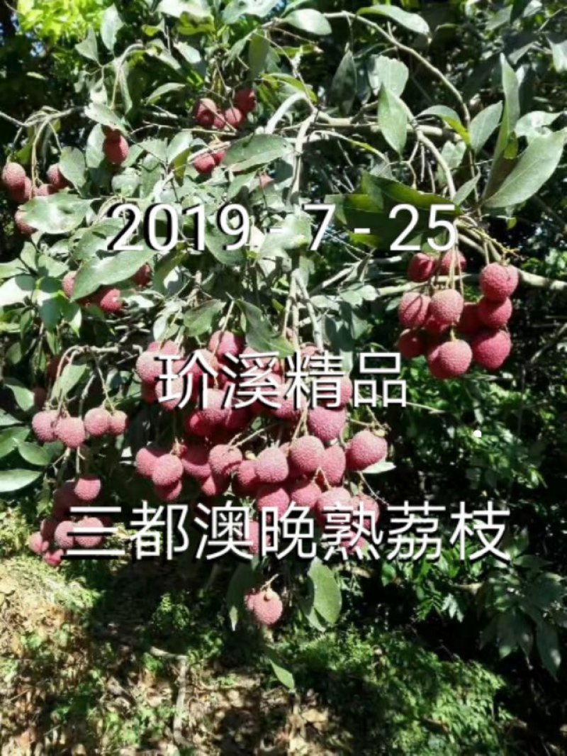 三都澳晚熟荔玠溪精品状元红