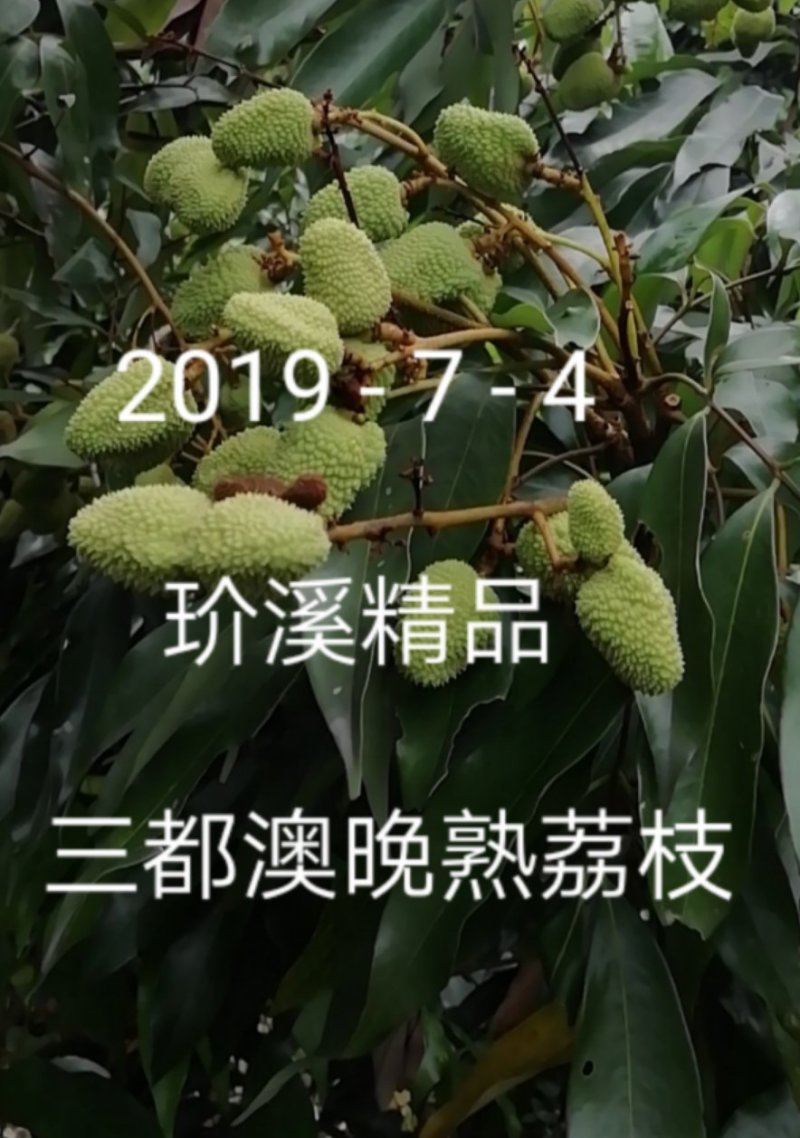 三都澳晚熟荔玠溪精品状元红
