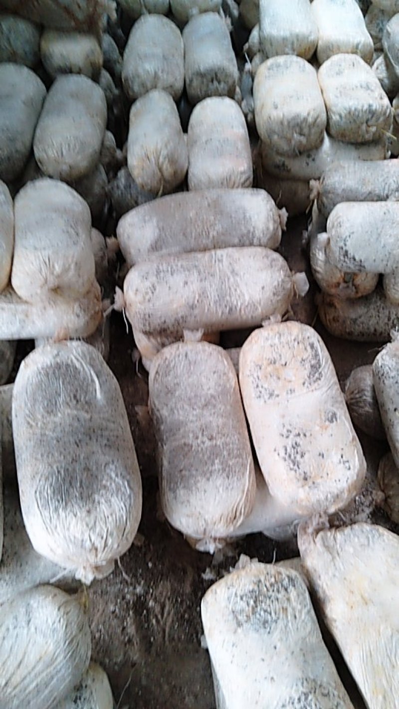 菌棒23*53