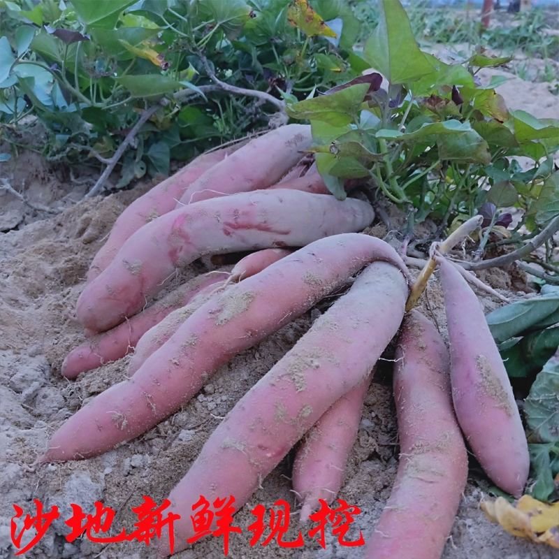 沙地地瓜六鳌西瓜红红薯新鲜蔬菜红心蜜薯番薯
