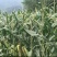 玉米，红心玉米，白皮玉米