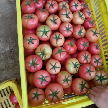 三原县西红柿大量上市中