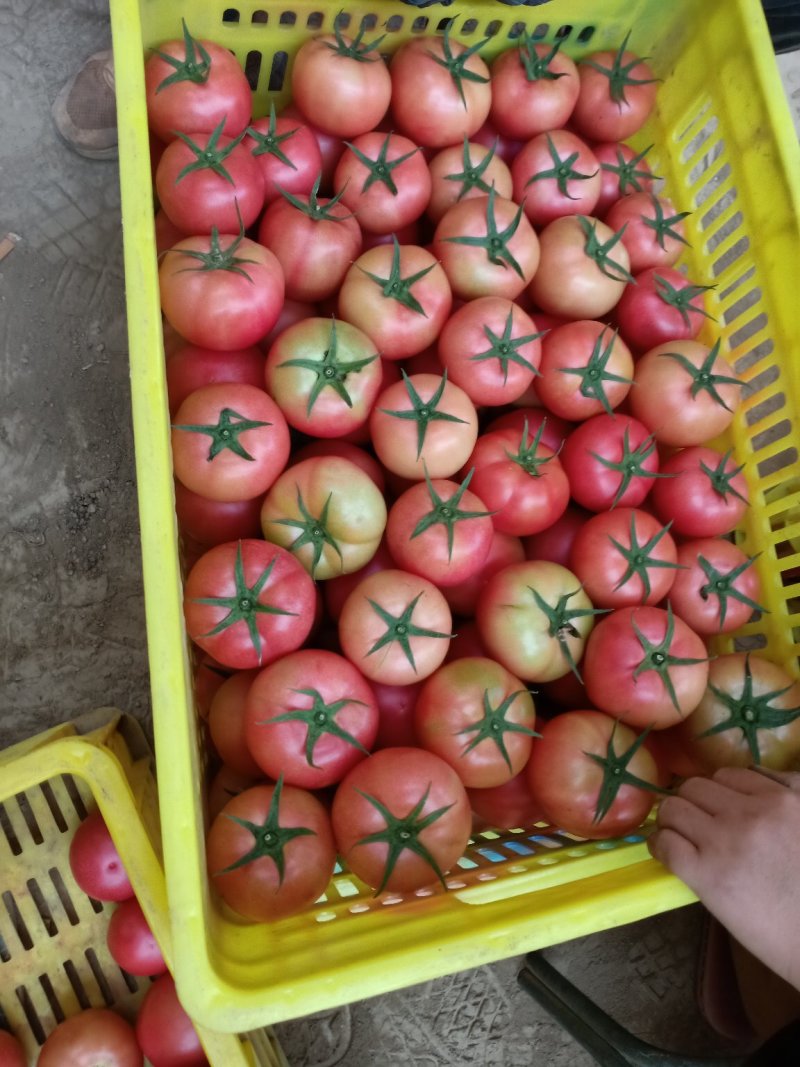 三原县西红柿大量上市中