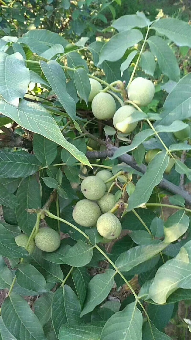 河北省石家庄灵寿县薄皮核桃优质辽系清香香菱