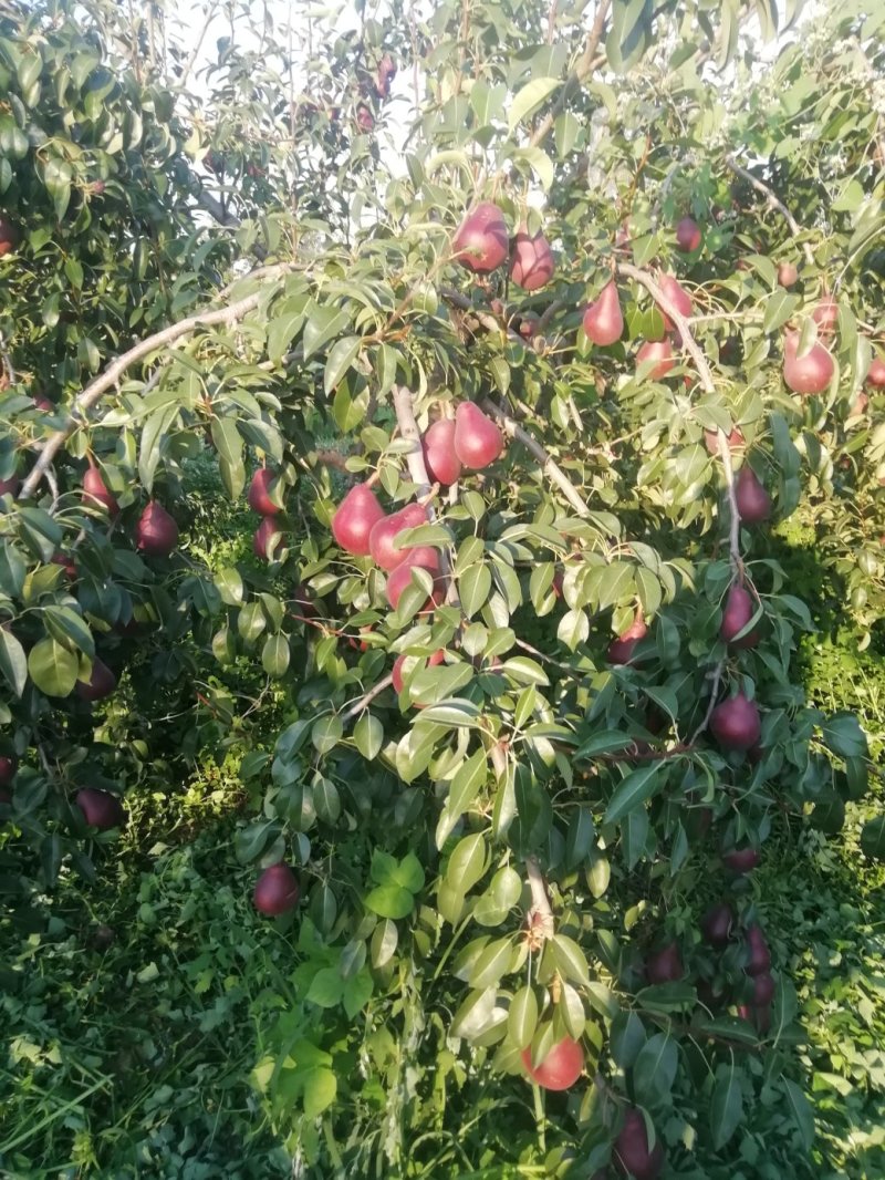 早红考蜜思梨，3两以上预售