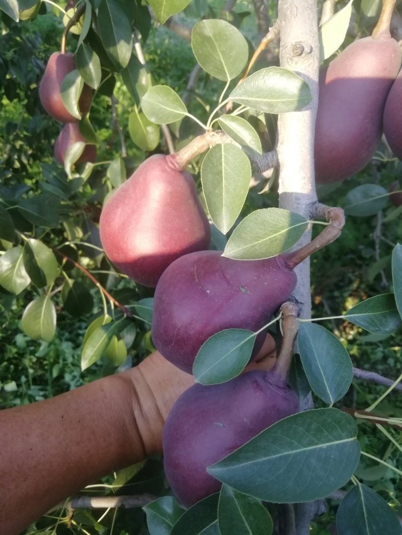 早红考蜜思梨，3两以上预售