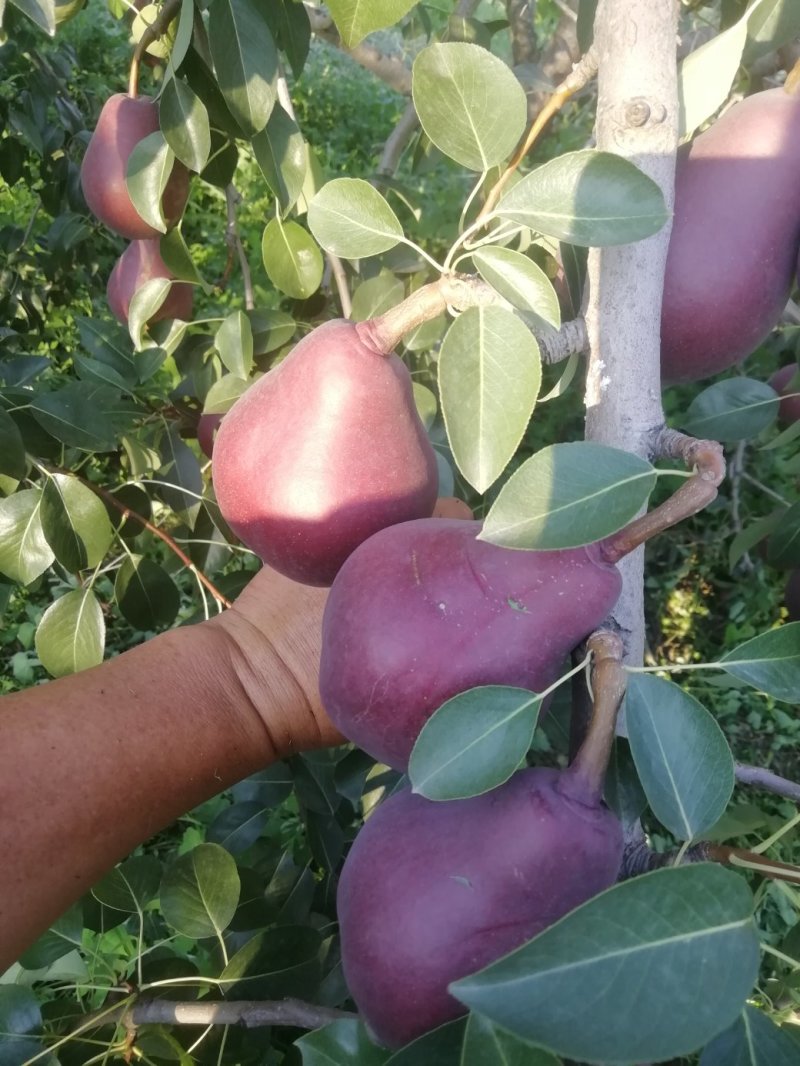 早红考蜜思梨，3两以上预售