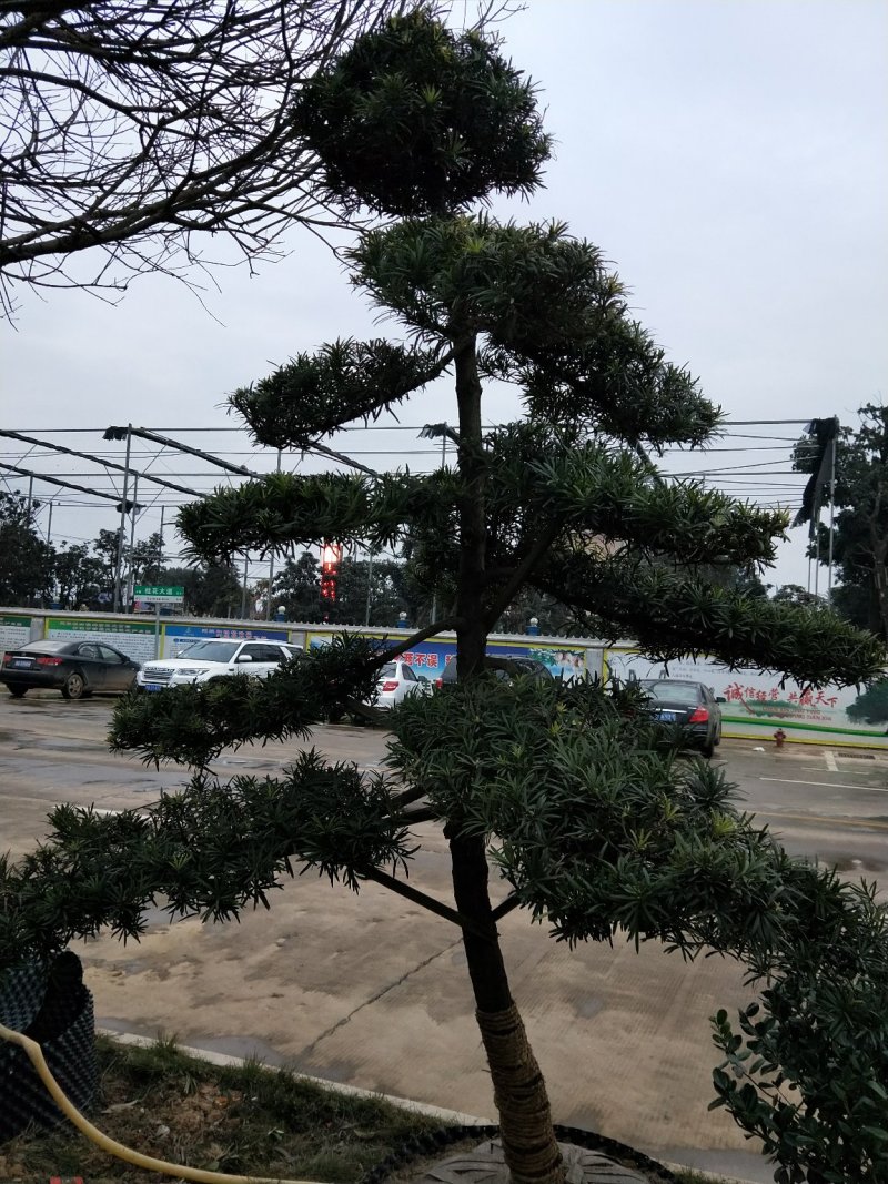 罗汉松
