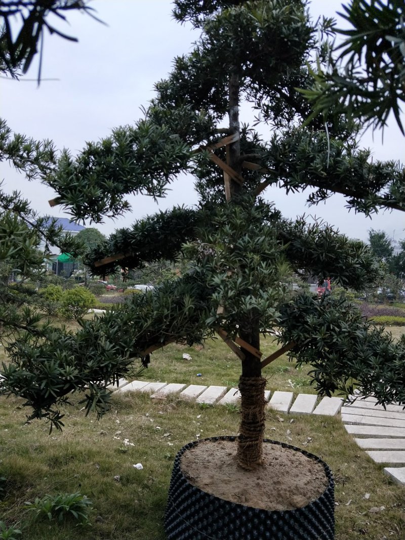 罗汉松