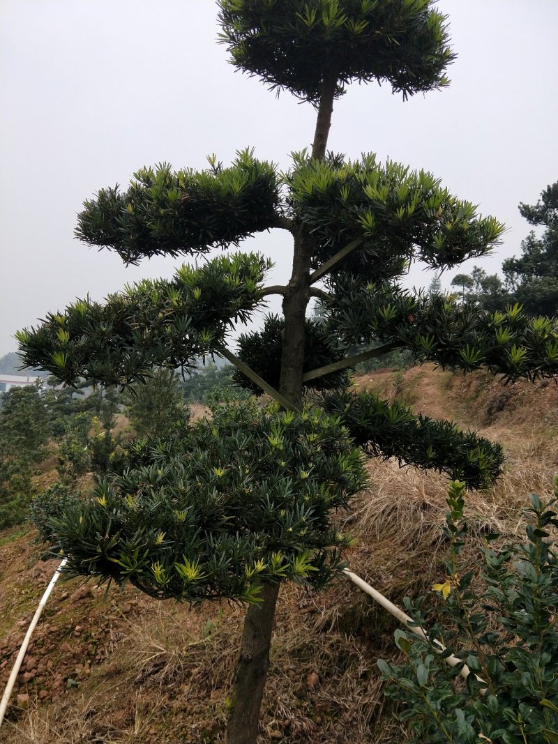 罗汉松