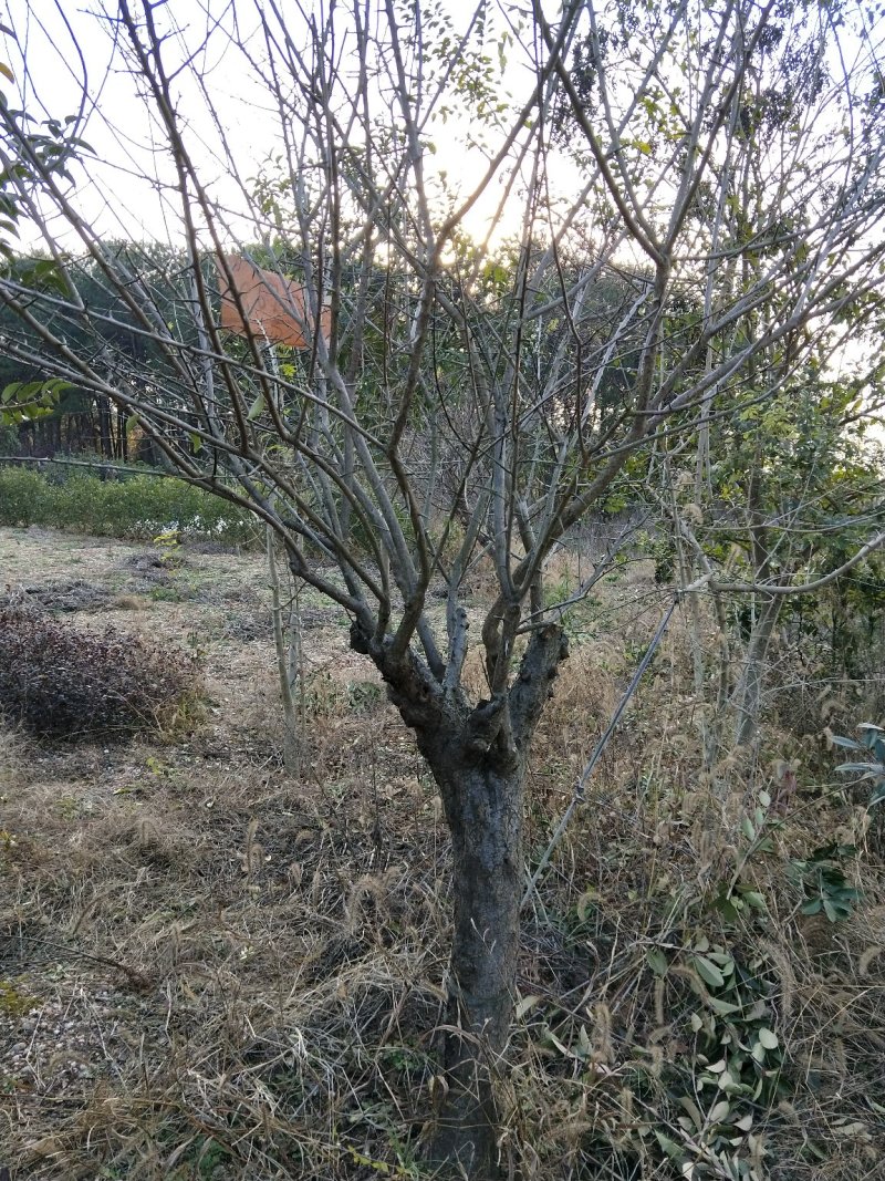 梅花