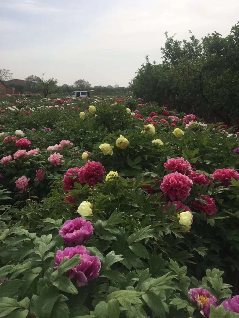 洛阳牡丹八年大苗，带花苞出售！九大色系品种齐全！包成活
