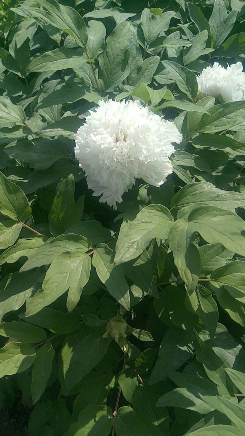 洛阳牡丹八年大苗，带花苞出售！九大色系品种齐全！包成活