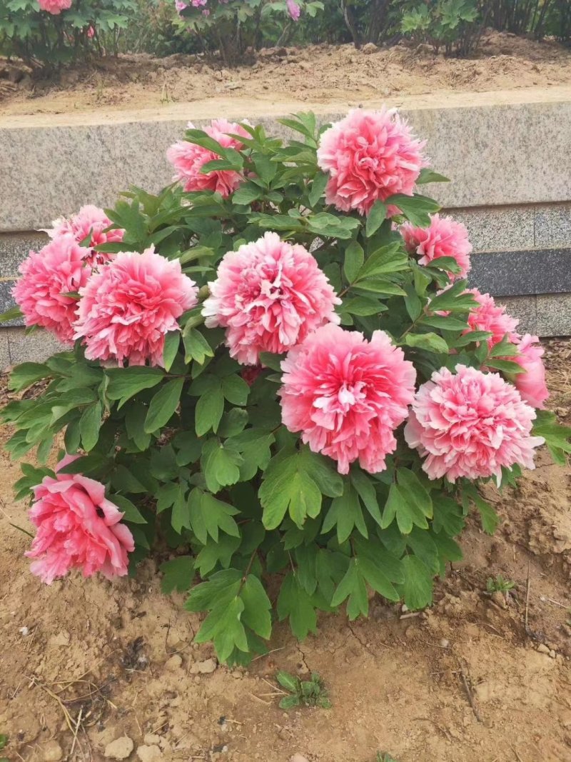 洛阳牡丹八年大苗，带花苞出售！九大色系品种齐全！包成活