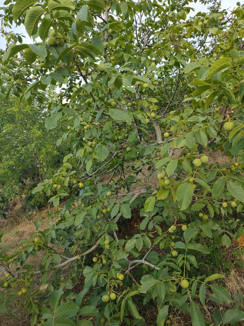 青皮山核桃大量上市，需要可以联系