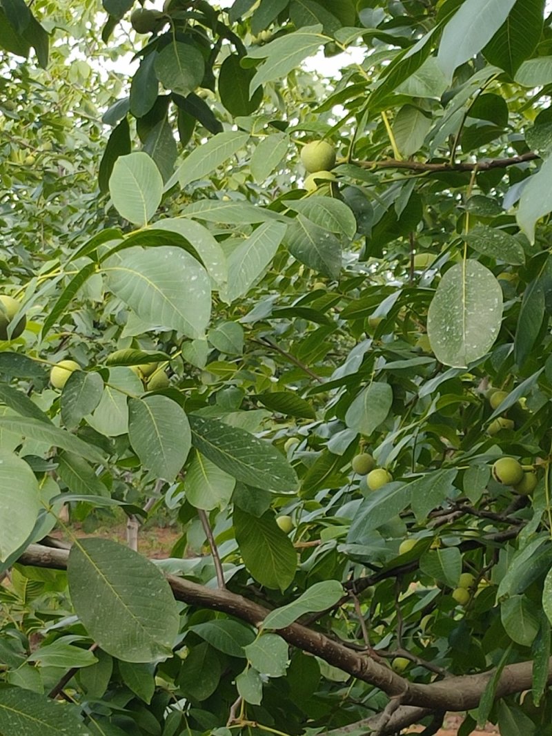 青皮山核桃大量上市，需要可以联系