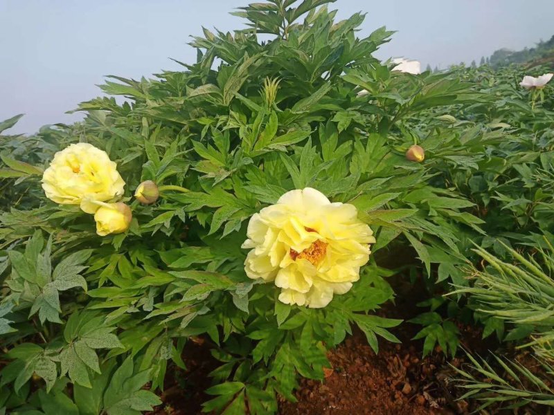 洛阳观赏牡丹苗～两年苗！重瓣大花朵。跟粗苗壮包对版包成活