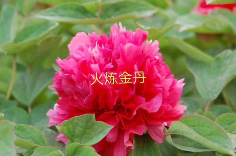 洛阳观赏牡丹苗～两年苗！重瓣大花朵。跟粗苗壮包对版包成活