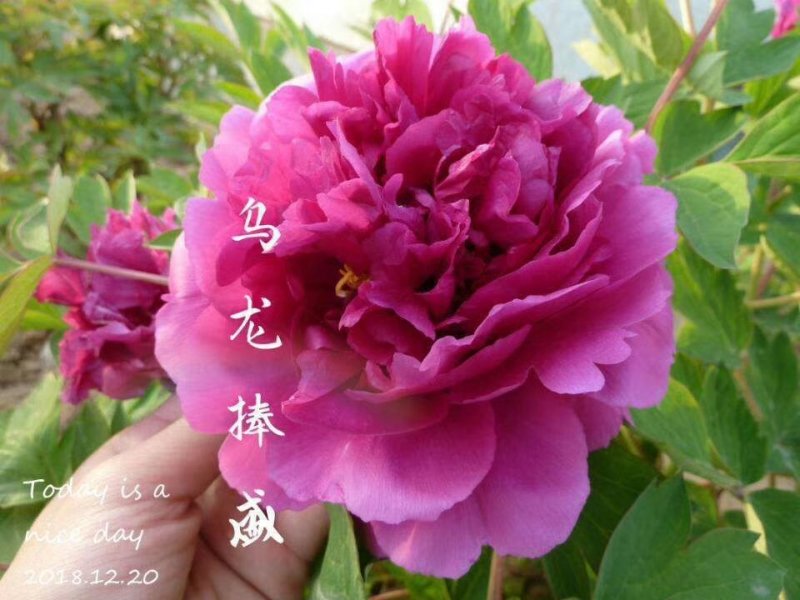 洛阳观赏牡丹苗～两年苗！重瓣大花朵。跟粗苗壮包对版包成活