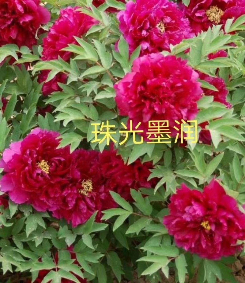 洛阳观赏牡丹苗，黑色系！进口品种！跟粗苗壮！包成活。