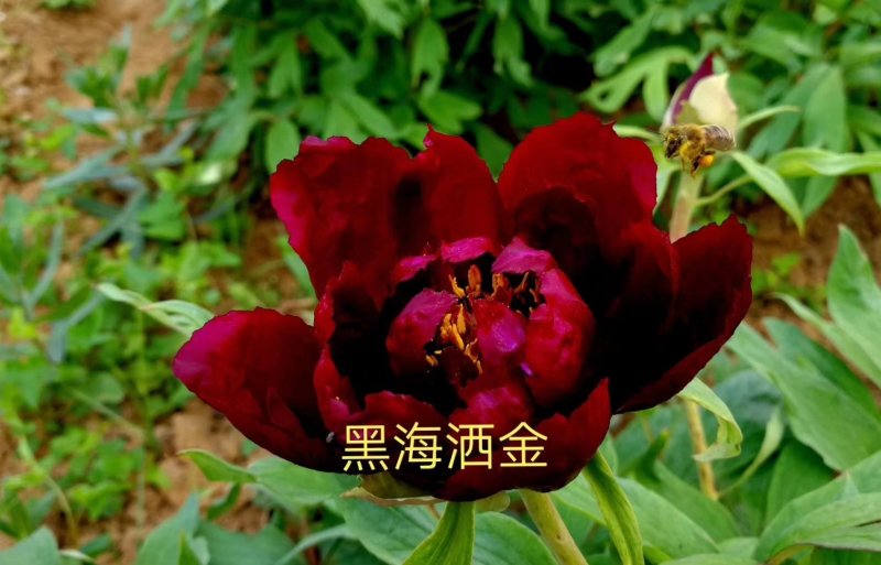 洛阳观赏牡丹苗，黑色系！进口品种！跟粗苗壮！包成活。