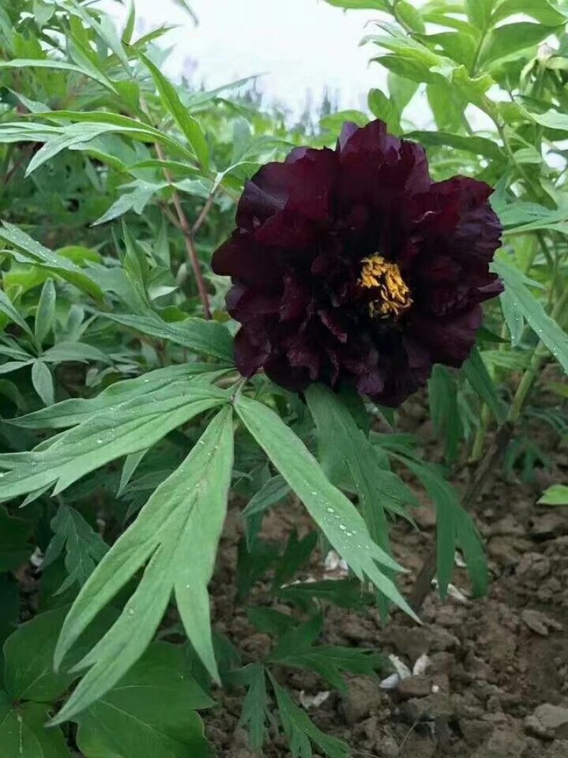 洛阳观赏牡丹苗，黑色系！进口品种！跟粗苗壮！包成活。