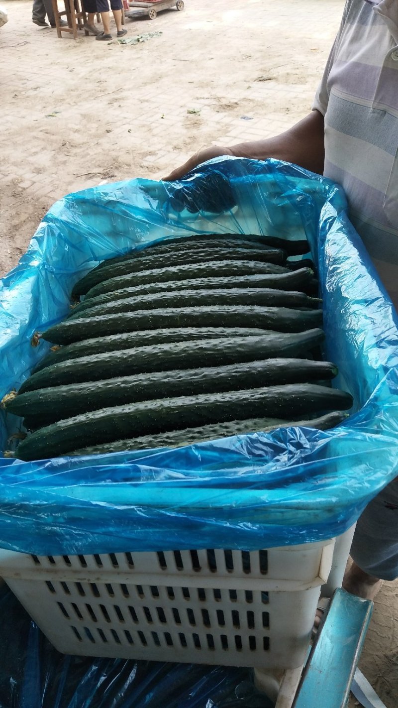 津美8-225公分以上干花带刺