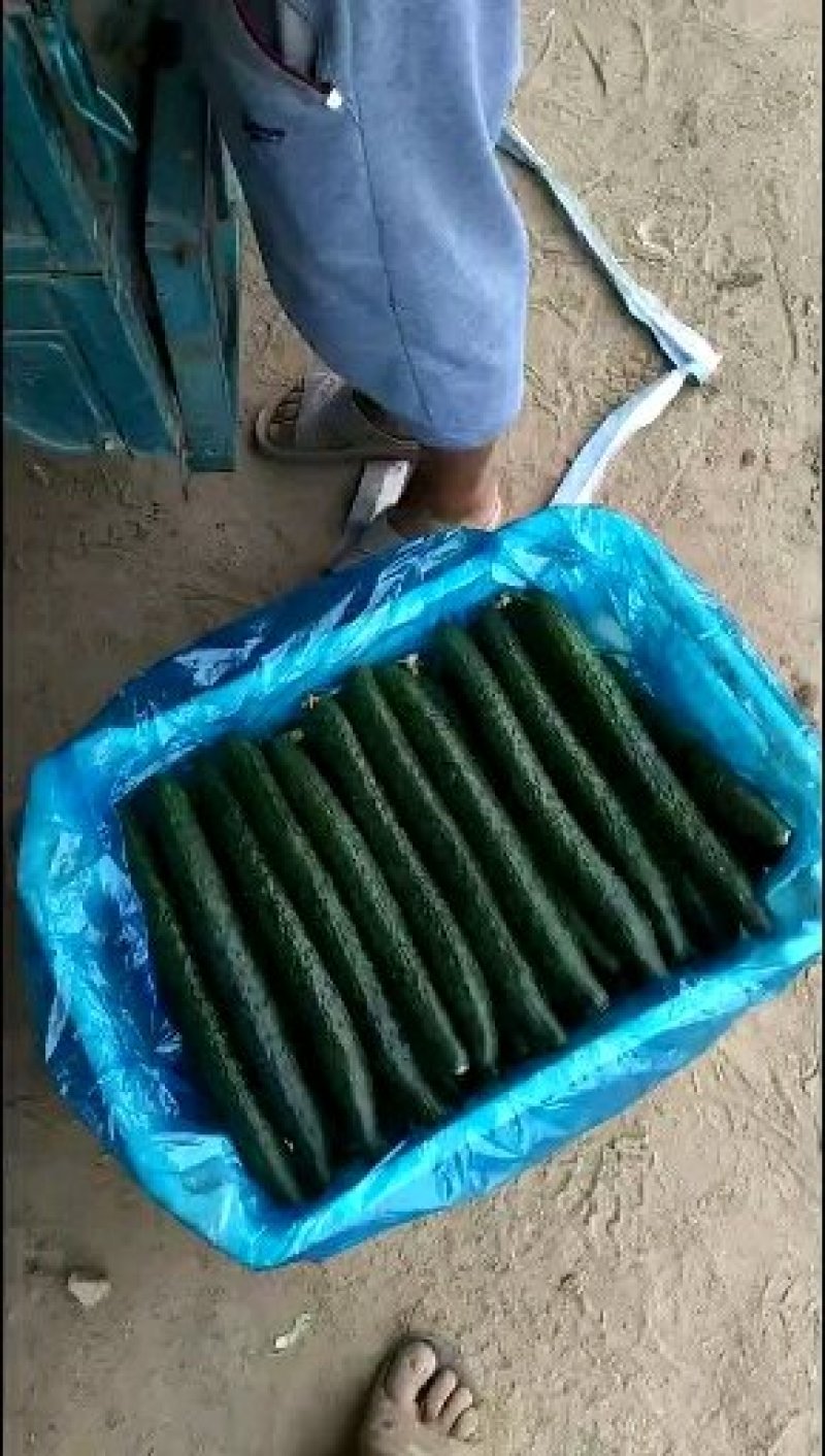 津美8-225公分以上干花带刺