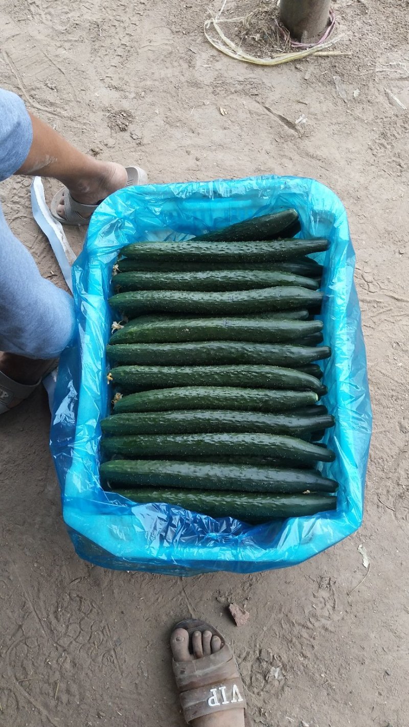 津美8-225公分以上干花带刺