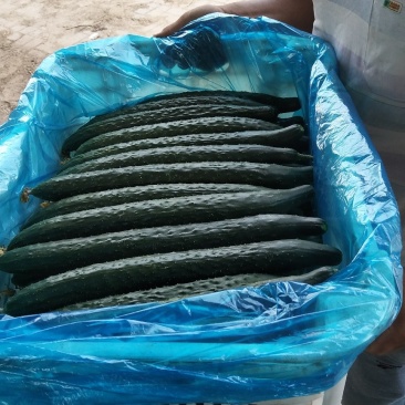 津美8-225公分以上干花带刺
