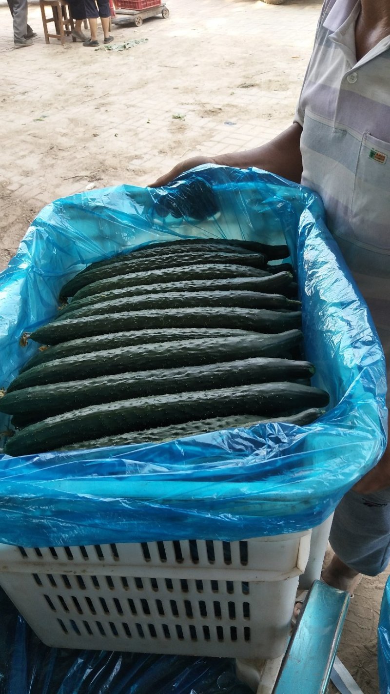 津美8-225公分以上干花带刺
